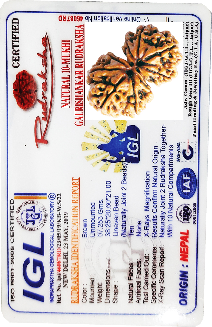 Natural Gori Shankar Rudraksha Nepali Original Certified Astrology