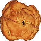 2 Mukhi Nepali Rudraksha