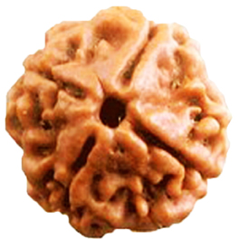 Genuine 4 Mukhi (Char Mukhi) Nepali Rudraksha Bead – Natural & Certified, For Men & Women